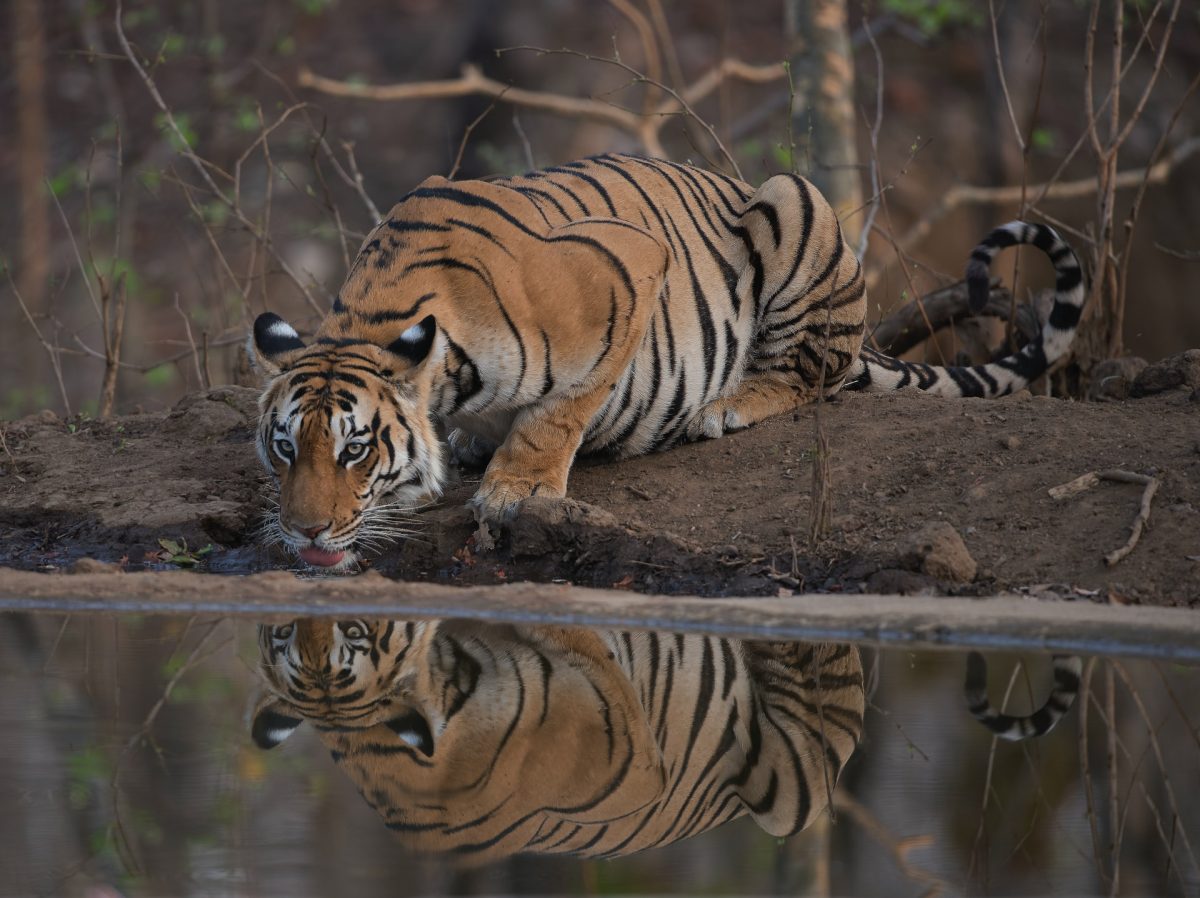 Pench Tiger Reserve​