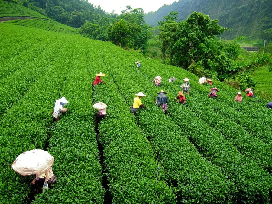 Tea-Holidays-Assam-Darjeeling-Si